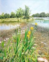 American River Wild Iris by Wesley Swanigan