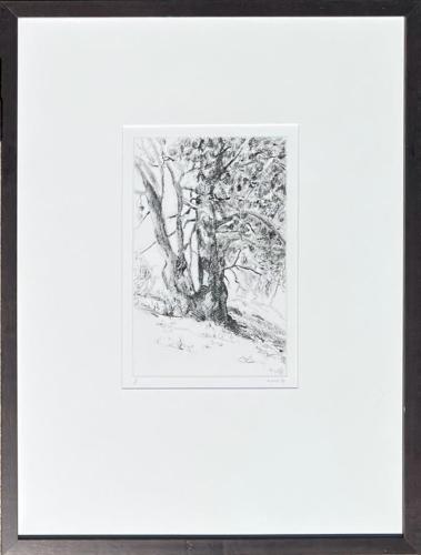 High Country Trees  7/10  1996   (SMu05) by Matt Bult