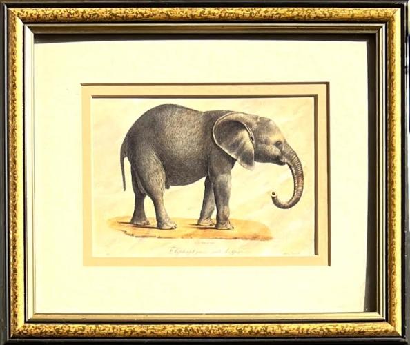 Unknown Artist - Unknown title (Elephant)   (RHs041') by Resale Gallery