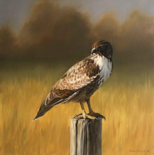 Young Hawk by Joanne Tepper