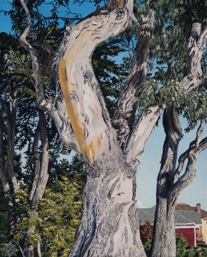 Eucalyptus, Pacific Grove by Tyler Abshier