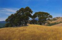 Oak Knoll - Redwood National Park by Kathy O'Leary