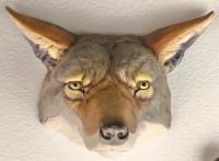 Coyote by Julie Clements